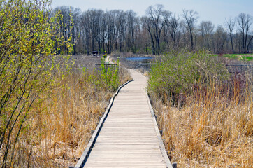 Boardwalk through wetland on a sunny day