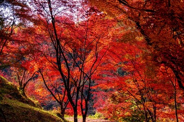 用作公園の紅葉