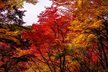 用作公園の紅葉