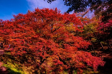 用作公園の紅葉