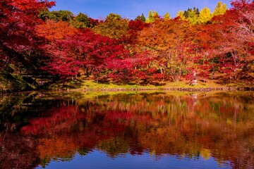 用作公園の紅葉