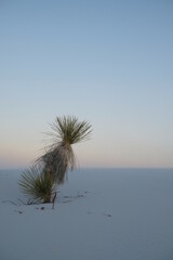 Palm Tree at White Sands National Park, New Mexico