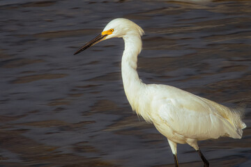 2021-11-28 SNOWY EGRET SEABIRD WITH A BRIGHT ORANGE EYE IN THE SURF IN LA JOLLA