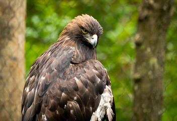 Fototapeta premium Golden Eagle at a zoo park in Alabama.