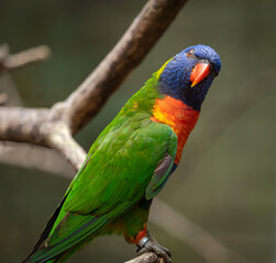 Rainbow Lorikeet sitting on branch at zoological park in Alabama.