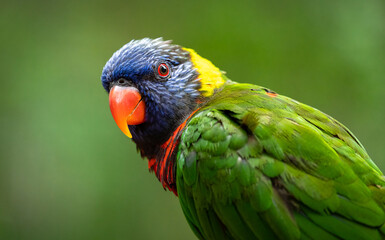 Rainbow Lorikeet sitting on branch at zoological park in Alabama.