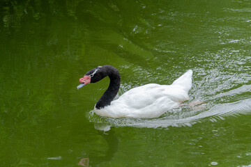 Black Necked Swan swimming in pond at zoological park in  Alabama.