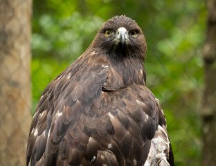 Golden Eagle at a zoo park in Alabama.