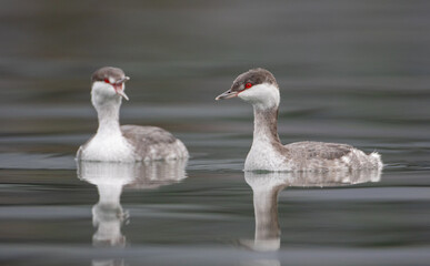 Horned Grebe - Pair