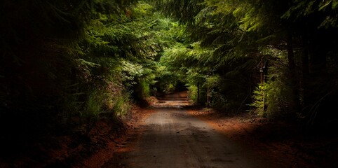 way to de deep forest