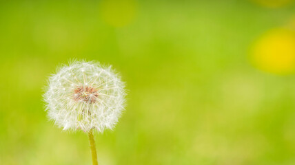 Dandelion flower with fluffy seeds on minimalistic background. Summer concept. Horizontal frame copy space