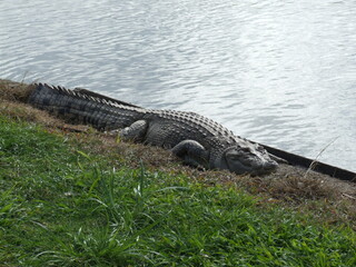 Australian Wild Crocodile