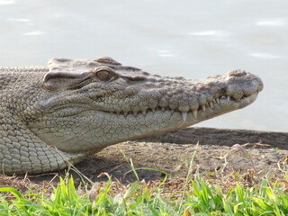 Australian Wild Crocodile