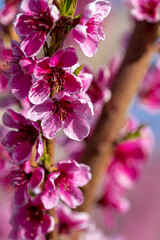 Blooming peach orchards in Palisade Colorado in Spring