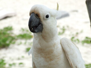 Wild Cockatoo