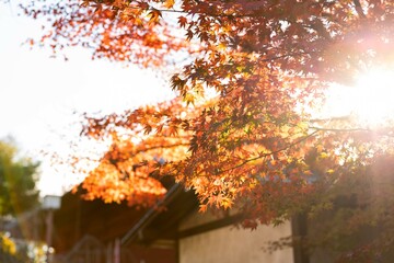 お寺の紅葉