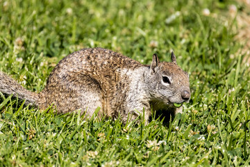 Obraz premium Squirrel munching on a piece of grass from a green mowed lawn