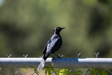 Black bird sitting on top of a chain link fence with a green background