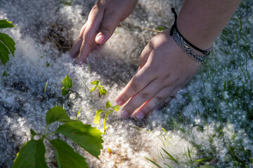 Child's hands scooping up cottonwood fluff seeds