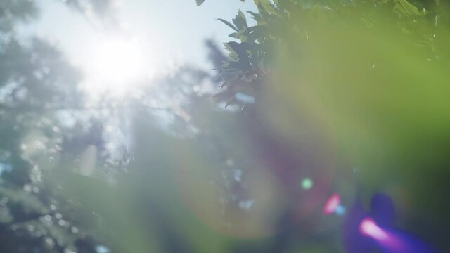 太陽の木漏れ日