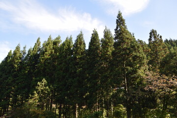 スギ林 山形県の山林
