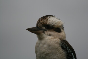 Australian Sky Sunset Clouds 