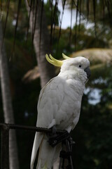 Australian Sky Sunset Clouds 