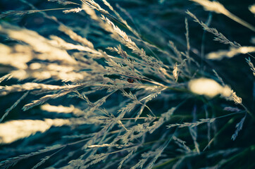 grass in the wind
