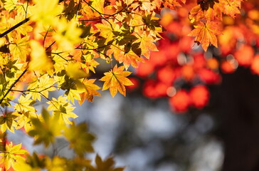 Autumn leaves at Mt. daisen , red and yellow leaves , manno town, Kagawa, Shikoku, Japan