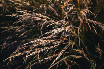 Grass in the garden