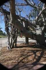 Australian Beaches North Queensland
