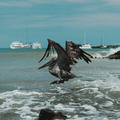Pelican Flying Ecuador