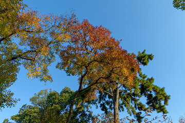 綺麗な青空とグラデーションになったナンキンハゼの紅葉が美しい風景