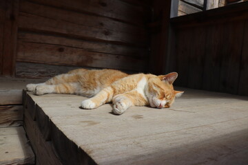 sleeping cat in barn