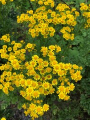 yellow flowers in the garden