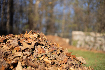 fallen autumn leaves