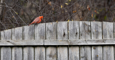 bird on a fence