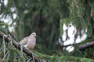 red tailed hawk