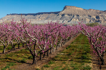 Blooming peach orchards in Palisade Colorado in Spring - obrazy, fototapety, plakaty