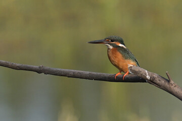 Common kingfisher (Alcedo atthis) eating shrimp and during on branch tree for diving in to water eating fish at the river.