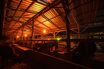 agricultural industry Wagyu Cow Farming and Animal Husbandry Ideas - Wagyu Cow Stall at Night Farm