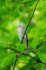 Asian Brawn Flycatcher Bird in Thailand