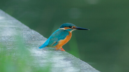 Common Kingfisher Bird in Thailand