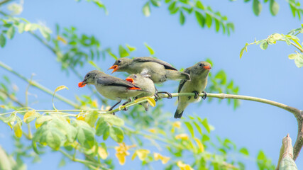 Scarlet backed Flowerpecker Bird in Thailand