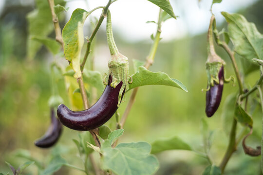 Eggplant growing in garden