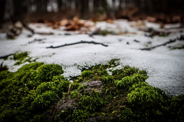 moss on the rocks