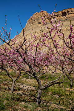 Blooming peach orchards in Palisade Colorado in Spring