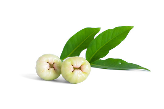 Raw rose apple or Chomphu with leaves, Indonesian Tropical Fruit isolated on white background. Clipping path