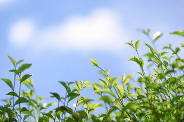 Green plant on bright blue sky background