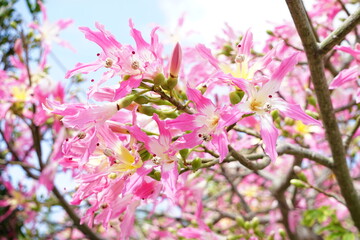 華やかに開花トックリキワタ